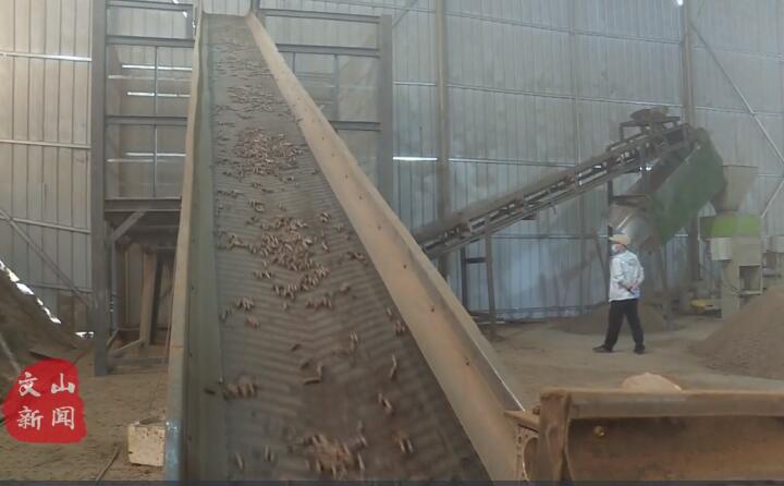 在廣南縣那灑鎮(zhèn)生物質(zhì)顆粒燃料加工廠，粉碎機、輸送帶、木屑造粒機呈流水線作業(yè)，將桔桿、枯木等可燃材料加工成顆粒狀成品對外出售.jpg